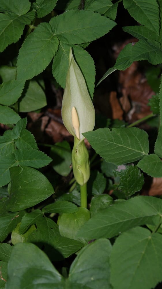 Obrazki plamiste (Arum maculatum L.) – gatunek rośliny z rodziny obrazkowatych (Araceae Juss.). Występuje w przyatlantyckiej, środkowej i południowej Europie oraz w Turcji. 