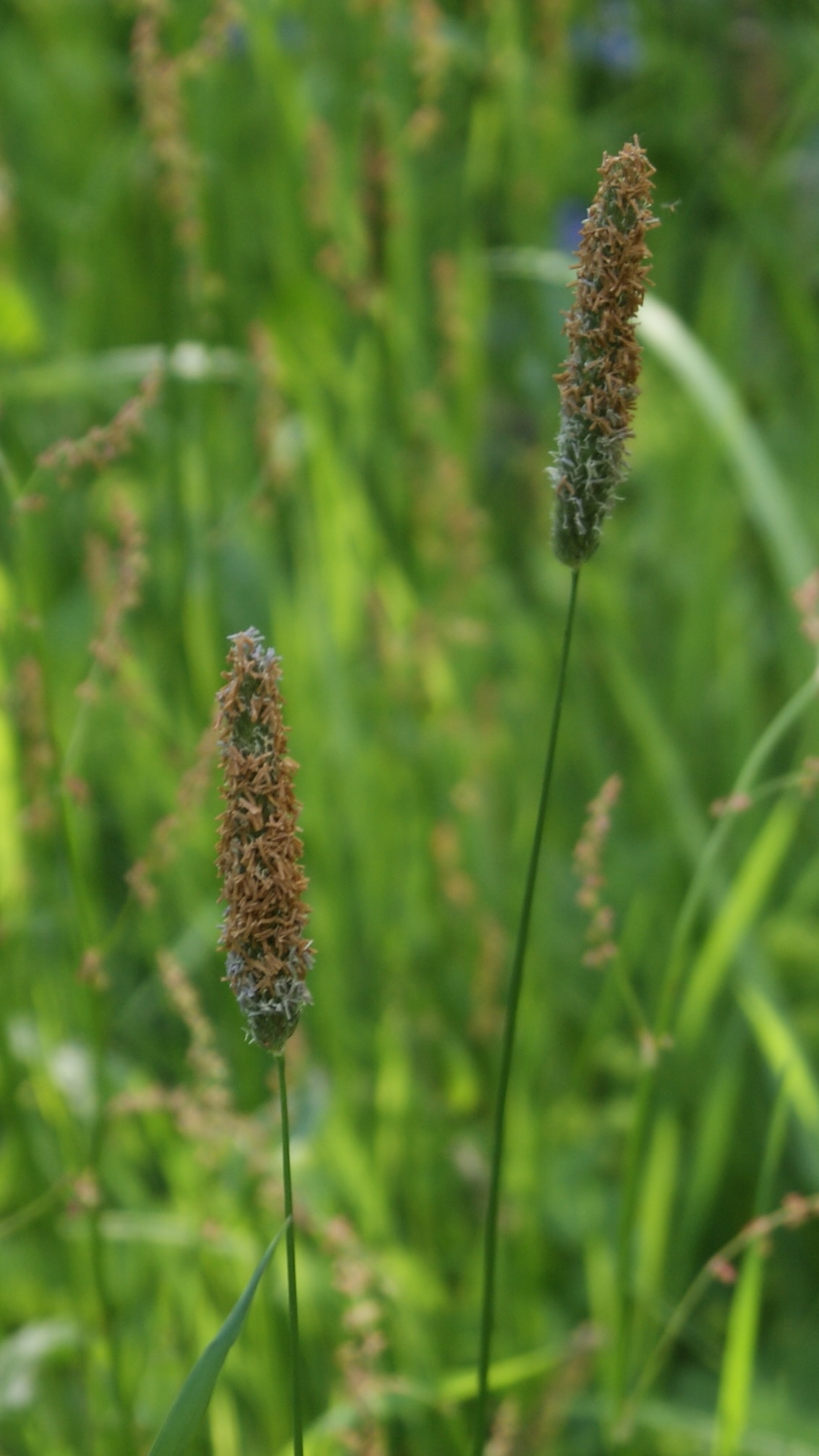 Tymotka łąkowa, brzanka pastewna (Phleum pratense L.) – gatunek rośliny zielnej z rodziny wiechlinowatych (traw). W Polsce gatunek pospolity.